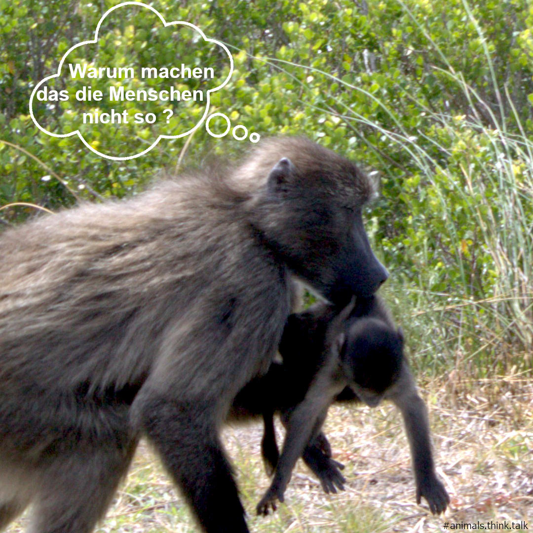 Baboon_Mother.jpg