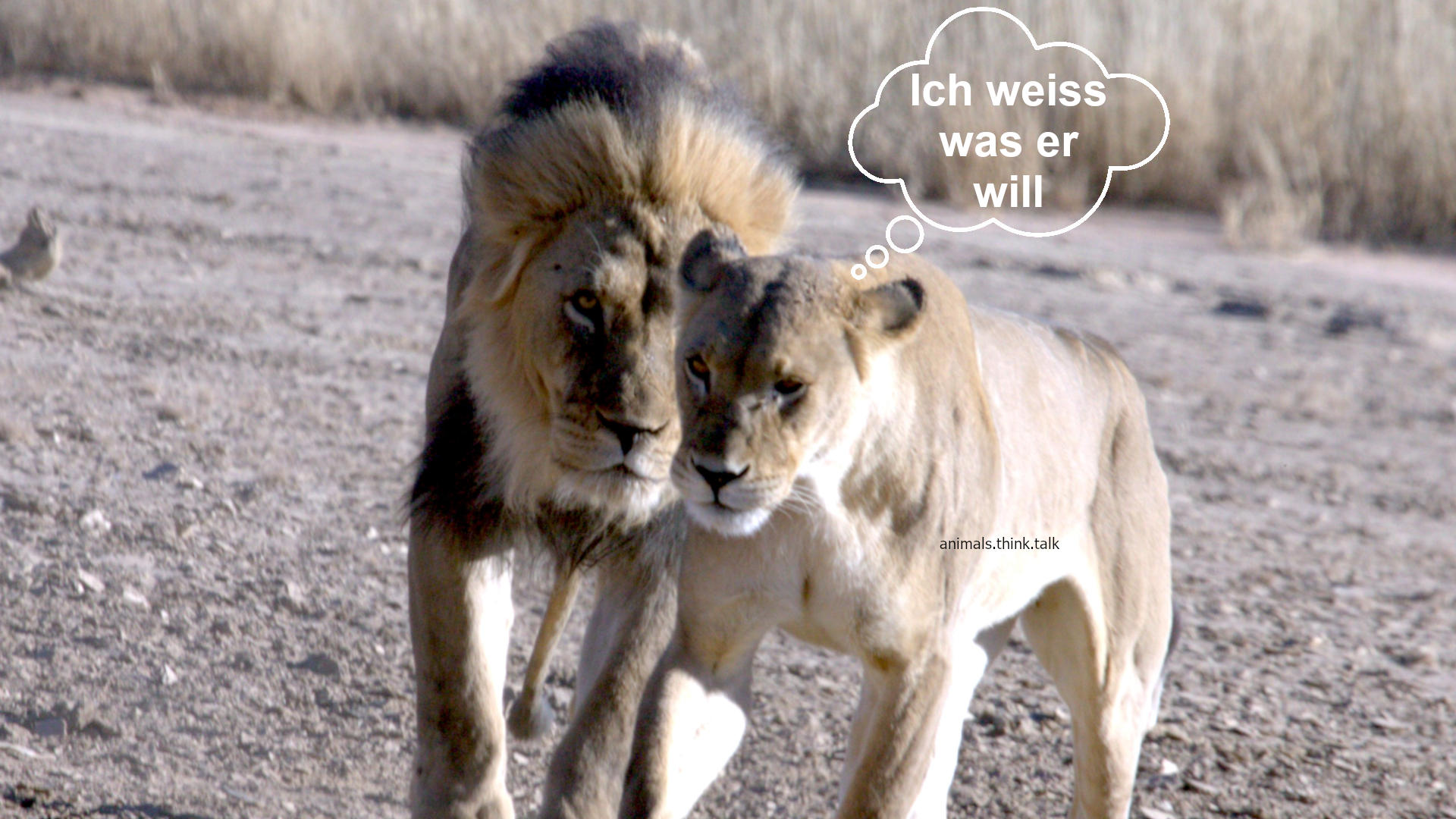 Lions_Couple.jpg