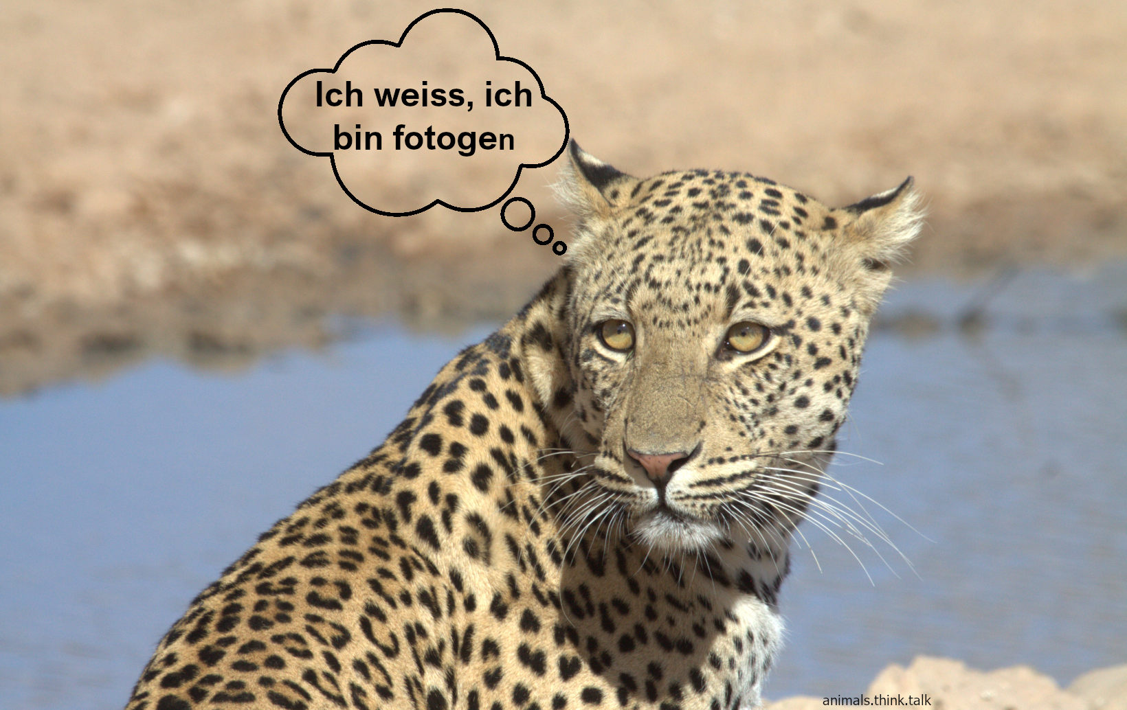 Leopard_proud.jpg