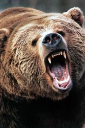 Angry-Grizzly-Bear.jpg