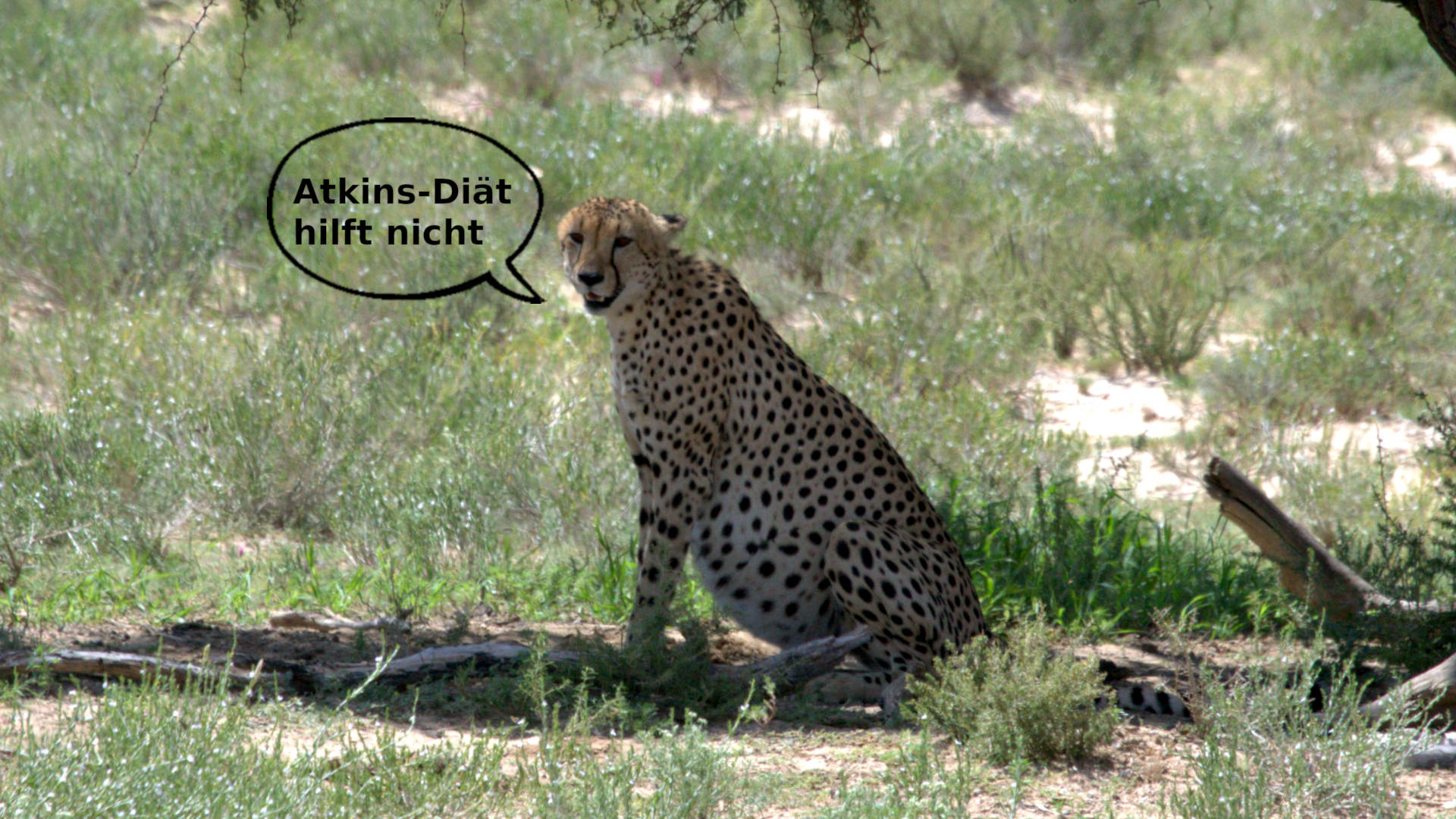 Fat_Cheetah.jpg